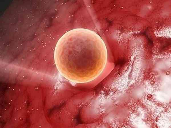 胚胎移植着床