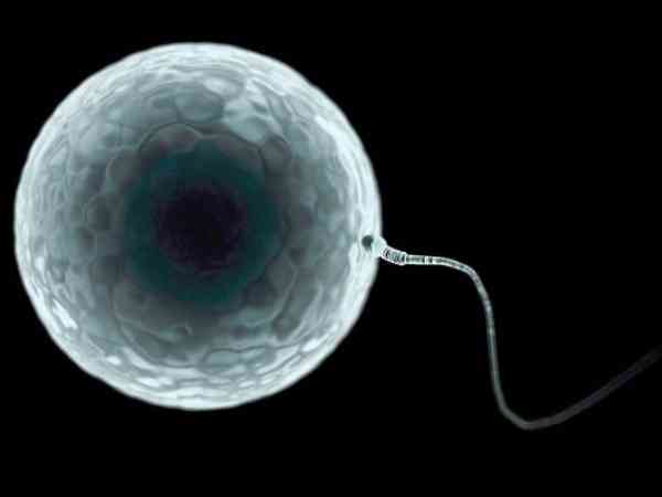 试管胚胎培养技术就是如此的神奇,五个步骤皆可完成