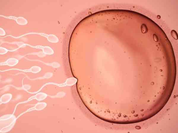 备孕期间吃啥助于卵泡生长？这三种食物一定要知道