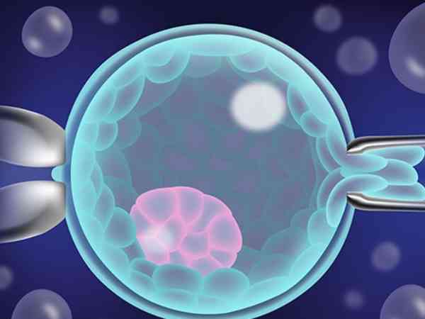 细说4ba囊胚移植成功率和等级，轻松读懂你的胚胎质量