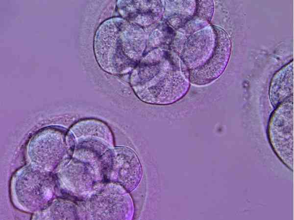 移植6细胞2级胚胎的成功率高不高，还得要看是否质量优质