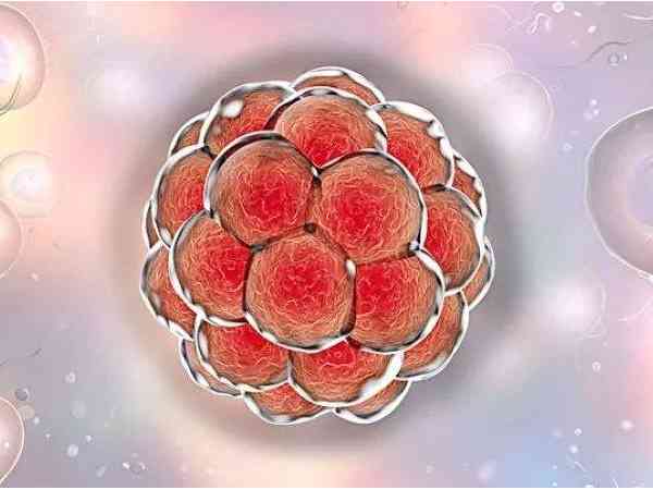 7细胞2级胚能不能养囊成功，跟优质与否很关键