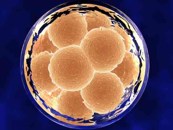 弄清8细胞2级胚胎怎么样，方可知道养囊成功率高不高