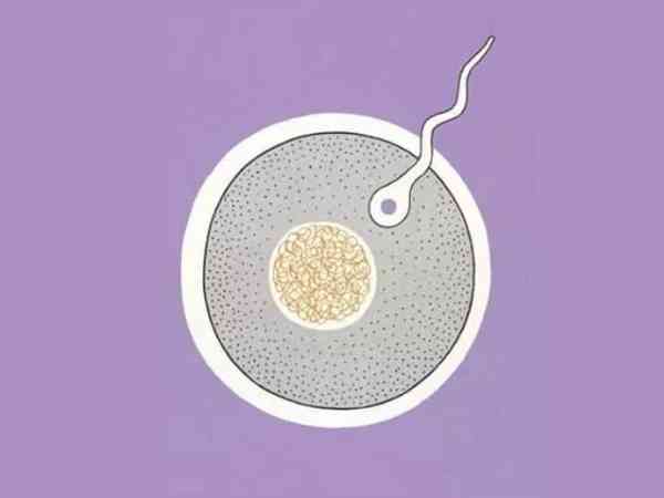 养成囊胚成功率大揭秘，首先看看取卵12个配成几个
