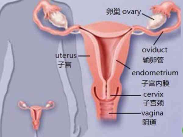 盘点内膜1.0不来月经的原因，怀孕并非唯一判断标准