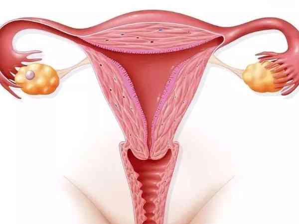 内膜厚24mm没来月经不是怀孕，对比这三种情况治疗是关键