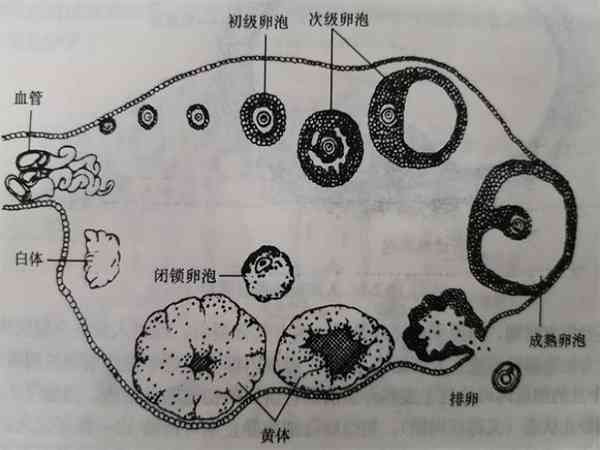 基础卵泡24个数量真不少，用长方案还是短方案真有差别