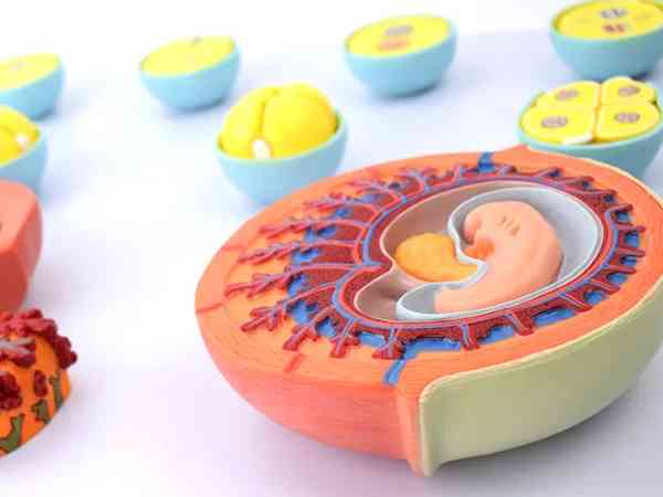 移植使用胚胎胶的利弊一览，有助于着床只是作用之一
