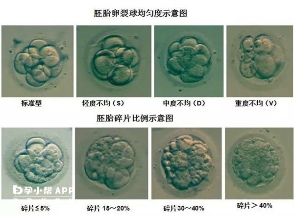 D3胚胎评级标准