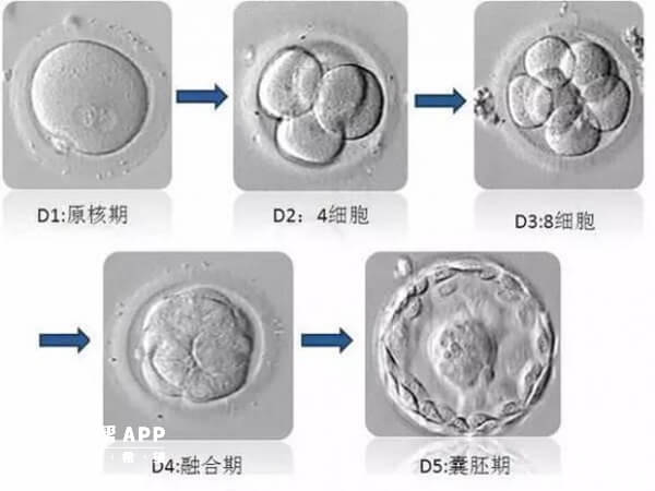 胚胎发育图
