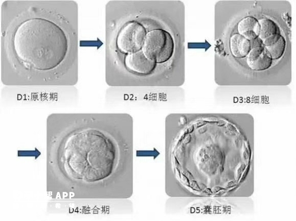 不同时期的胚胎