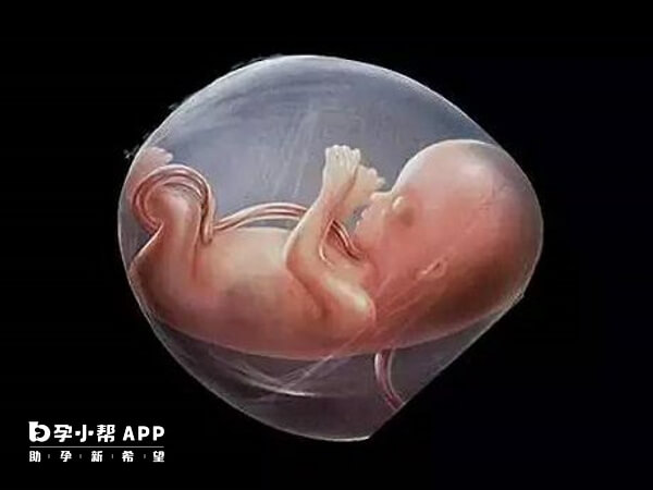 无创DNA检查胎儿发育状态