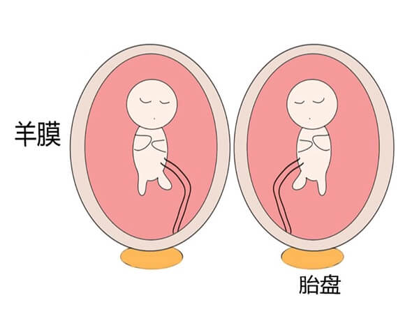 羊膜囊能为胚胎提供生长环境