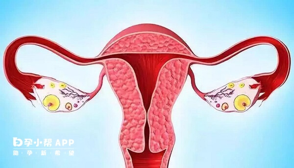 高龄女性生育能力和卵巢对促排药物均差