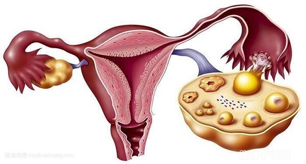 卵巢功能不受子宫影响