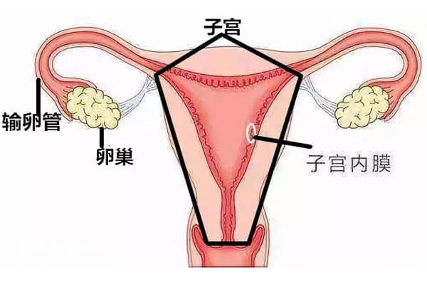 子宫卵巢图片位置图图片