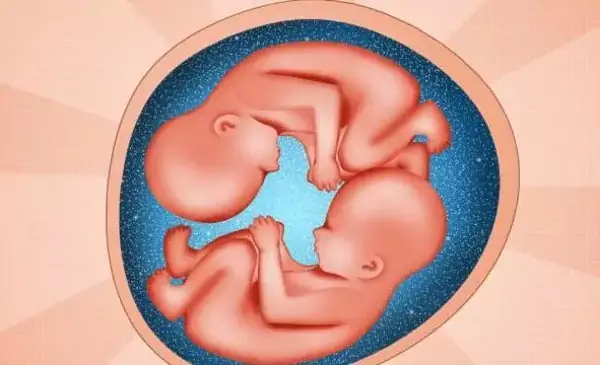 两个胚胎由一个受精卵分裂而来