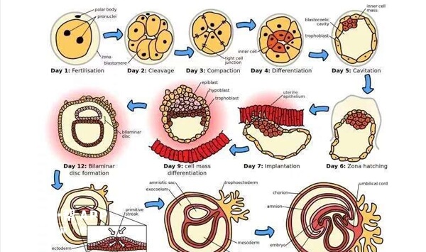 胚胎着床过程图