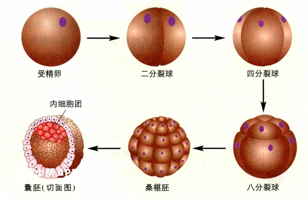 受精卵发育成囊胚的过程