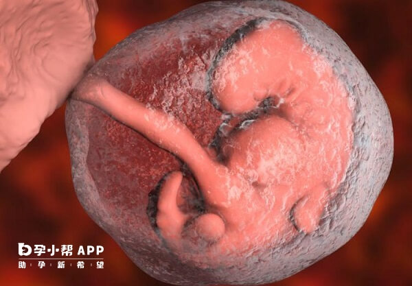 叶酸片有预防胎儿畸形的作用