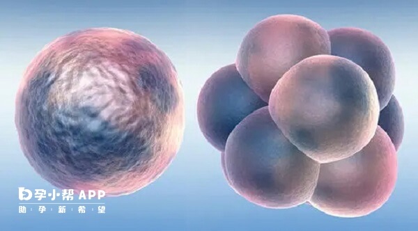 胚胎质量不好会导致胎停育