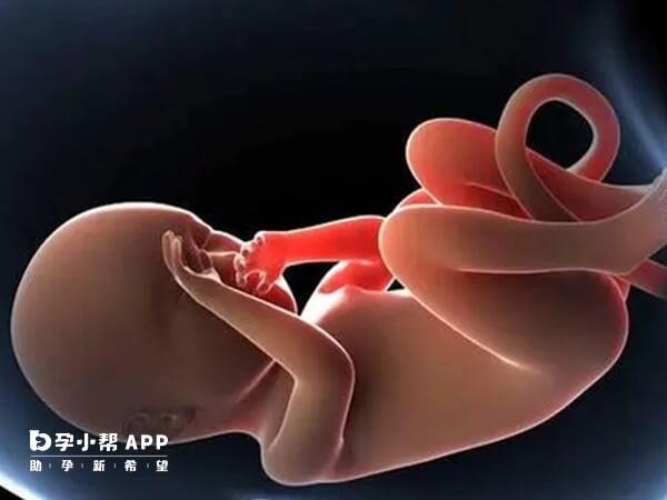 过量服用叶酸可能会导致胎停育