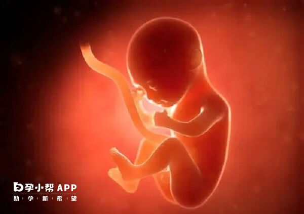 孕期缺叶酸会导致胎儿畸形