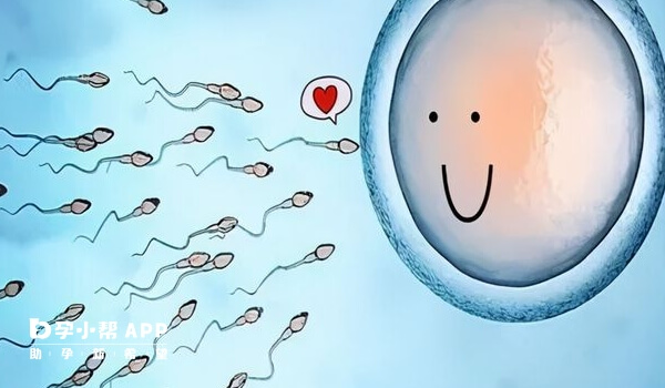 4bb是优质胚胎