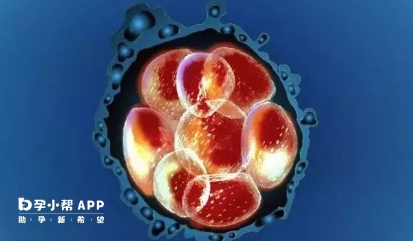 4cb囊胚