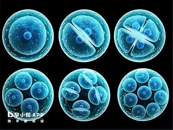 7细胞1级胚胎怎么样