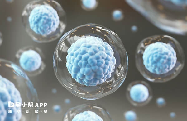 7细胞四级胚胎能否移植