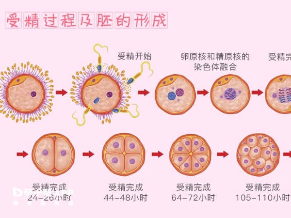 七细胞三级胚很难养囊成功