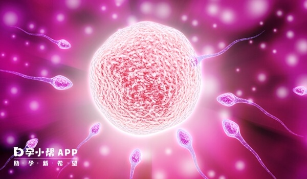 11细胞胚胎养囊