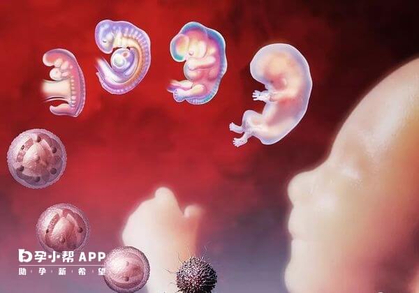 9c4胚胎能否移植