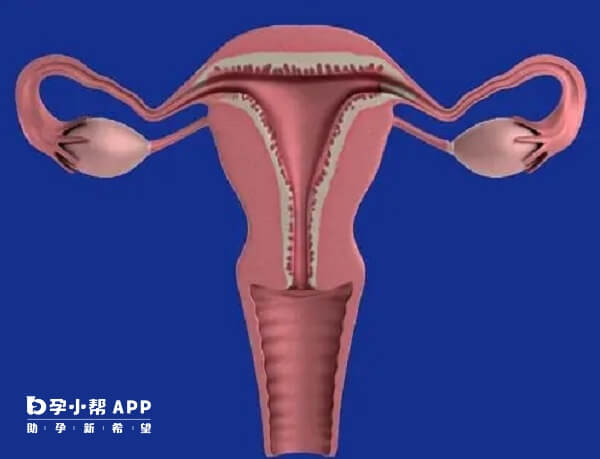 打思则凯后卵泡小于5个则说明卵巢功能不良