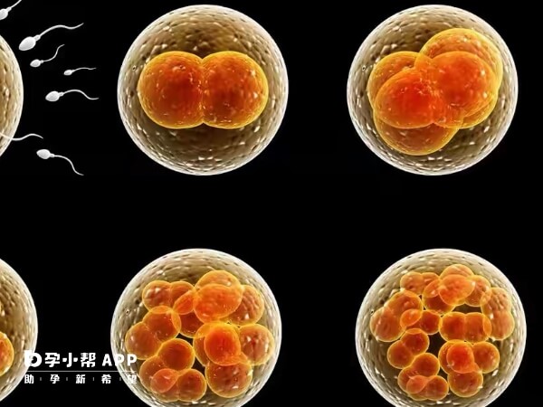 13细胞胚胎