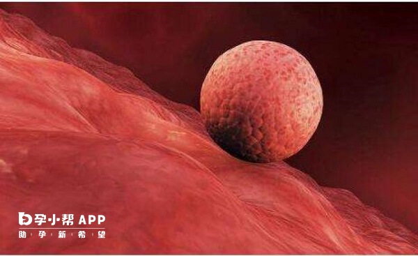 试管移植中注射立生素能增加胚胎着床机率