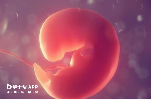 移植十八天胚胎图片图片