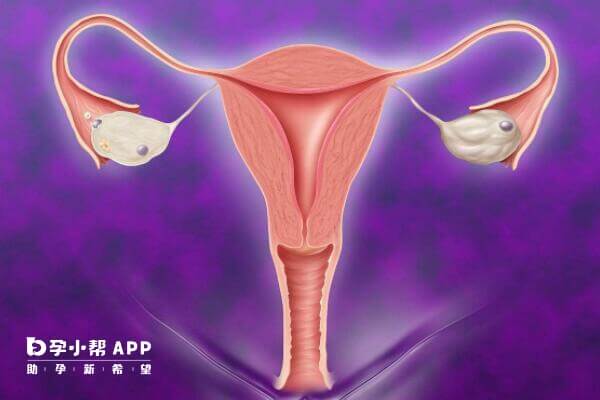 AMH值反应卵巢储备功能