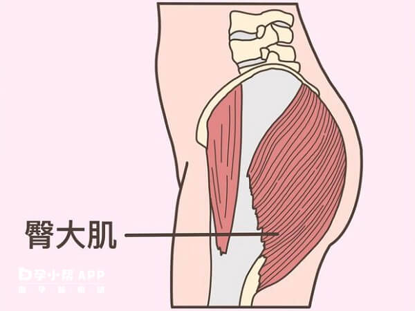 臀大肌肌肉注射位置图图片