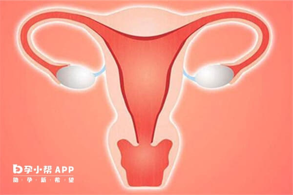 丽申宝能刺激卵巢卵泡发育