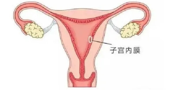 尿促性素能使子宫内膜增生