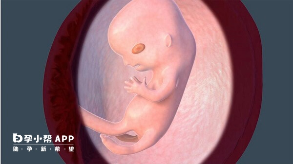 塞雪诺同过程中不会影响胎儿发育