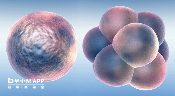 同服dhea和辅酶Q10可改善卵子和胚胎质量