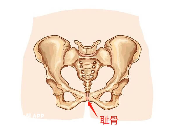 胯骨耻骨的位置图图片
