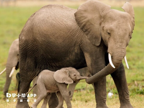 孕妇梦见大象预示生儿子