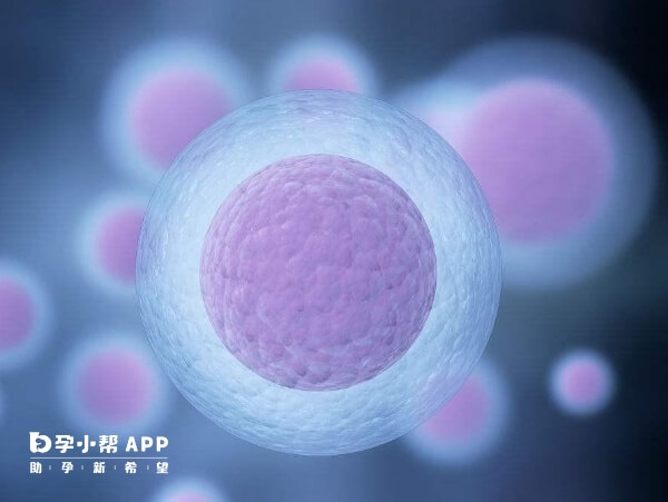 拮抗剂移植鲜胚可在当月