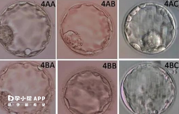4bc囊胚是可以移植的