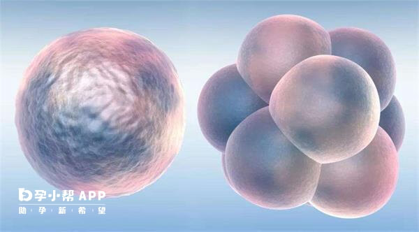 4bb的囊胚发育潜力比较大
