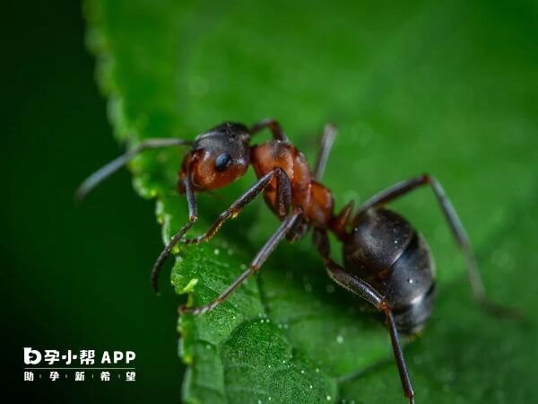 怀孕梦见蚂蚁是个吉兆